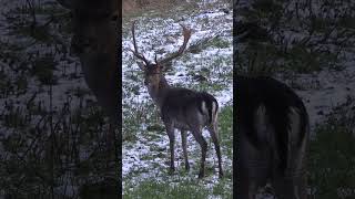 Spannende Schilfdrückjagd im Norden 🐗 🦌 mit  ⁨@feldundjagd6137⁩  und  ⁨@jagenNRW⁩