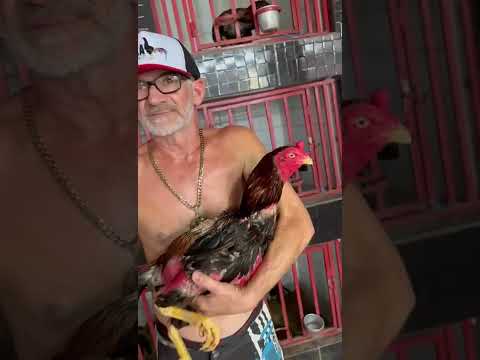 🌎GALLERA RF🌎    🔝ESPORA DIFERENTE🔝