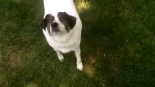 Louie doing tricks to Horse Hot Wee Wee Water by mac demarco