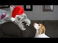 Christmas Zombie Dog vs. Cute Dog Maymo