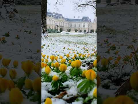Jürgen Gewehr-Predigt:Die Witwe von Zarpat