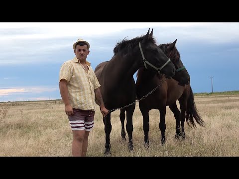 Iepele lui Dan de la Foeni, Timis - 2023 Nou!!!