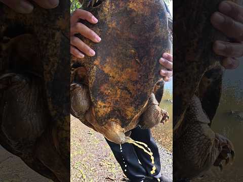 เต่าขี้อีกแล้ว #เต่า #turtle