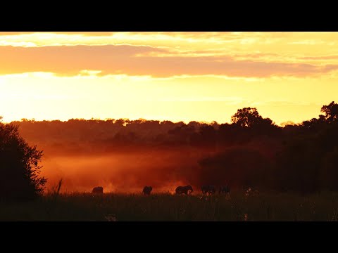 Nikon Z9 Body video