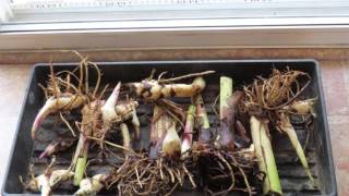 How to Overwinter Canna Lily Bulbs