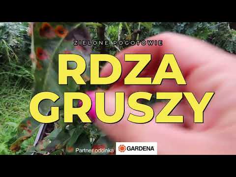 Narośla i plamy na liściach gruszy - co można zrobić?