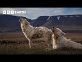 Top 10 Wolf Moments BBC Earth