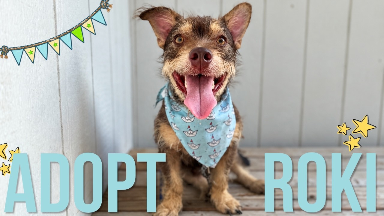 Enlarge Roki Scruff and Shenanigans, a Adoptable mixed breed in Friendswood, TX video 6/6