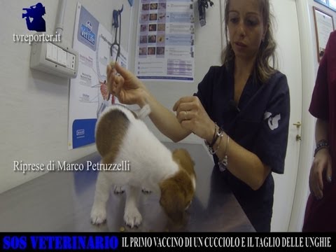 Se là vivono vermi ad alcolizzati Targhe da vermi e risposte
