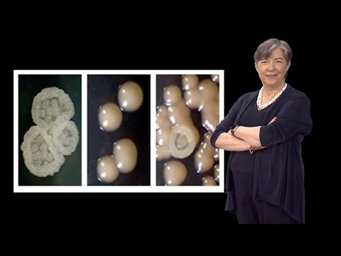 Susan Lindquist (Whitehead, MIT / HHMI) 3: Prions: Protein Elements of Genetic Diversity