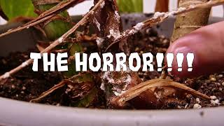 7 Plants That Will Scare You