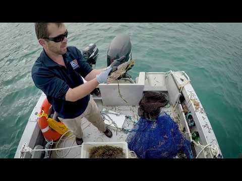What can tropical rabbitfish teach us about seagrass?