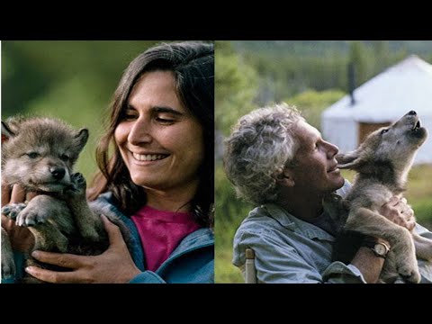 Living with Wolves, 2005 Documentary  #wildlifedocumentary #wolfpack #wildanimals