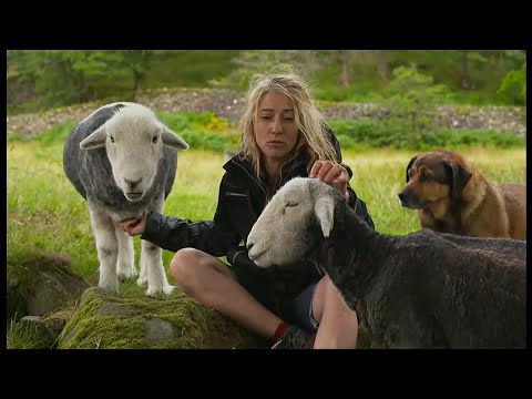 , title : 'Herdwick sheep - the friendly sheep (UK) - BBC - 15th August 2021'