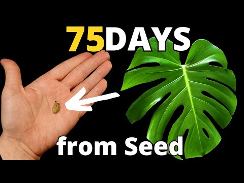 75 Days Monstera Deliciosa Time-Lapse – From Seed to Young Plant! 🌱