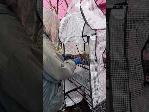 Balkon & Garten: Frühjahrs-Pflege – Schritt für Schritt!