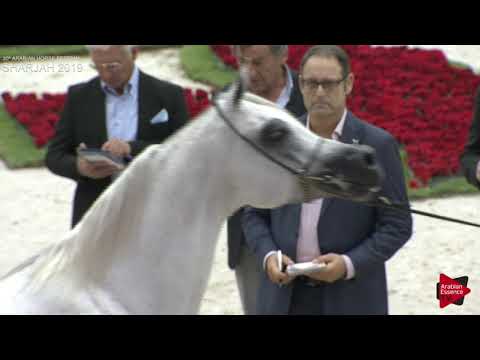 N 320 E S  TAJ MAHAL   Sharjah International 2019