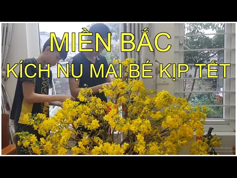 🔴 QBS2134 - KÍCH NỤ MAI VÀNG NHỎ SAU KHI TÚT LÁ - BIỆN PHÁP KÍCH NỤ MAI VÀNG NHỎ MIỀN BẮC KỊP NỞ TẾT