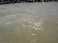Pesca de Bogas Rio de la plata 30-12-2007 ...