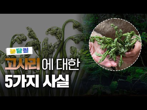 고사리, 당신이 몰랐던 5가지 사실 | 농담짚