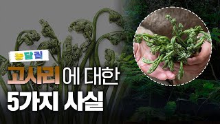 고사리, 당신이 몰랐던 5가지 사실 | 농담짚