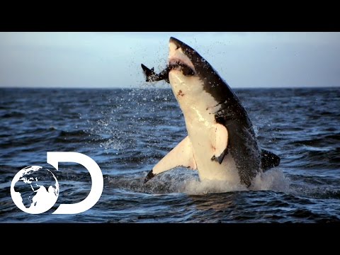 Incredible Footage of Sharks Leaping Out the Water
