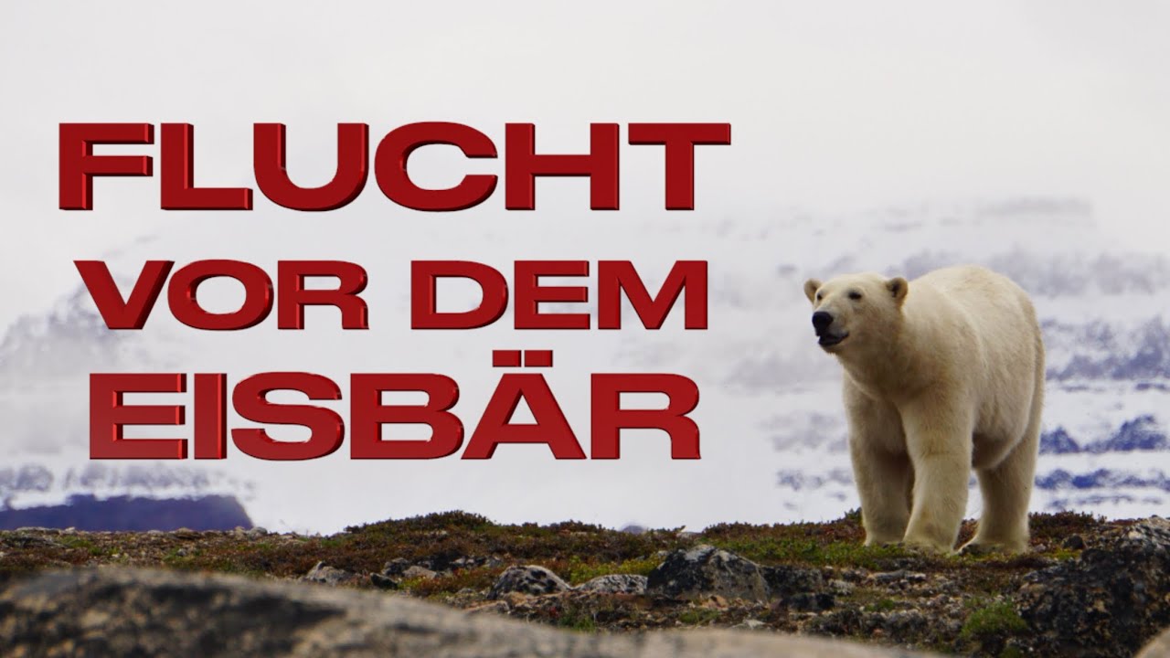 Fleeing from the polar bear 🐻‍❄️😳 Pants full #170 @XTripSailing Sailing Greenland Adventure Polar Bear