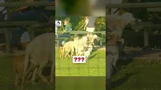 This herd of fans got a little sheepish after a foul ball grazed by them ????