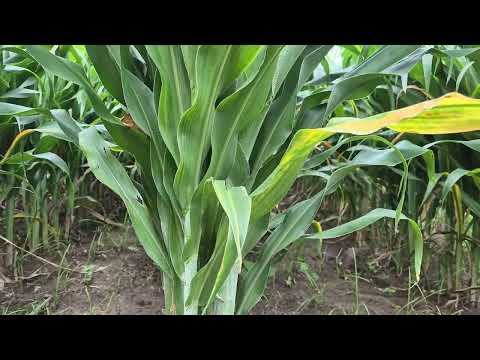 Evaluación de nuevos genotipos de sorgo blanco, San Isidro-Matagalpa #tecnologíaagrícola