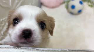 ハーフ犬の動画01