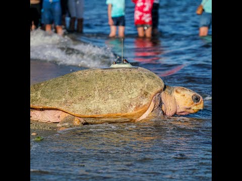 Loggerhead turtle named Munchkin released into Cape Cod waters