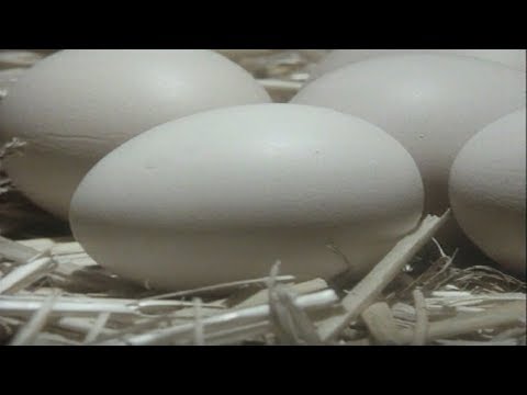 Eieren | Filmpjes uit Gompie 🥚 | Leesdas