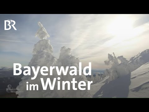 Naturpark Bayerwald: Unterwegs bei den Arbermandeln | Schwaben & Altbayern | BR