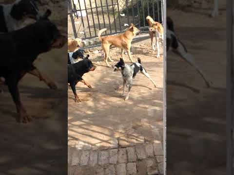 Rottweiler Vs 4 desi dog fight
