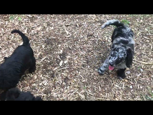 Standard Poodle Puppies in Dogs & Puppies for Rehoming in Calgary