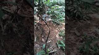 Download lagu pikat merbah lekir SI capek tapau tergolek² mp3 Download lagu pikat merbah lekir SI capek tapau tergolek² mp3