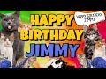 Happy Birthday Jimmy Crazy Cats Say Happy Birthday Jimmy Very Funny