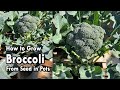 How to Grow Broccoli from Seed in Containers - From Seed to Harvest | Easy Planting Guide