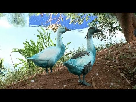 Chemical spill in Brazil park dyes geese, kills fish