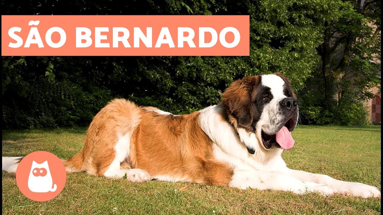 São Bernardo - Cachorro GIGANTE