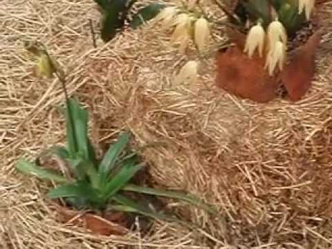 THE 15th EUROPEAN ORCHID CONGRESS AND SHOW