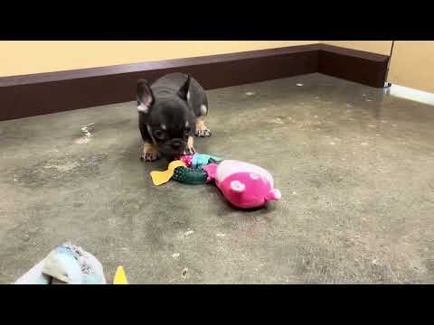 French Bulldog - 342 video preview