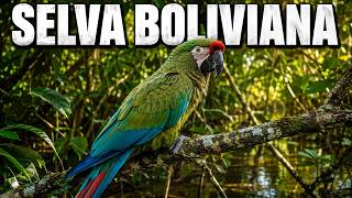 A BOLÍVIA SELVAGEM | Florestas Secretas, Animais Raros e Terras Esquecidas - Documentário