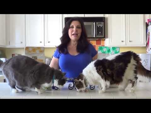Complementary Cat Food Feeding with Sandy Robins