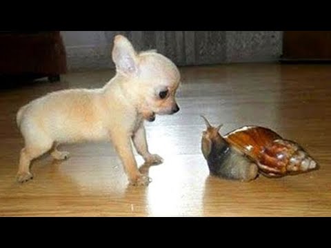 Les chihuahuas sont-ils les chiens les plus drôles ? Vidéos de chiens les plus drôles 2025