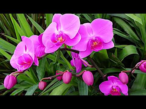 Bread=The Guitar Man