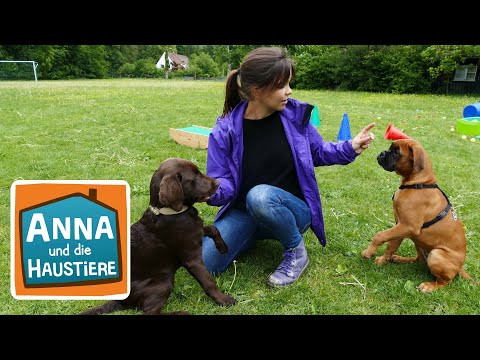 Ein Tag in der Hundeschule | Information für Kinder | Anna und die Haustiere