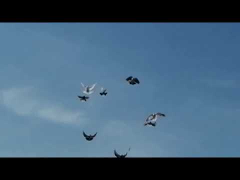 // ГОЛУБИ ПОЛЁТЫ В УРАГАН // МЕРОПРИЯТИЕ ПОСЛЕ ВЫСТАВКИ-ЯРМАРКИ // 28.03.2020.г. Г. САЛЬСК.