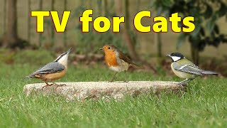 Cat TV ~ Videos for Your Cats