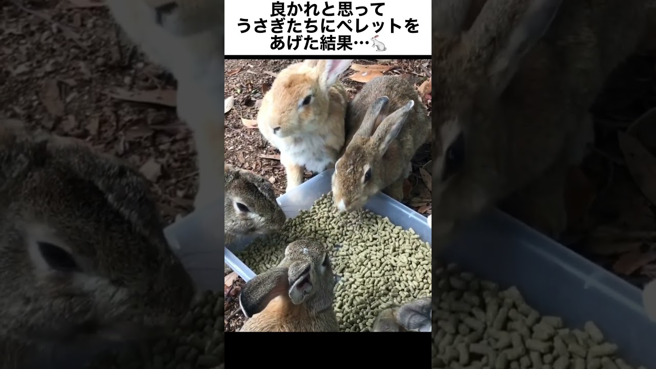 良かれと思ってうさぎたちにペレットをあげた結果…